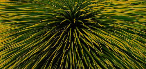 Obraz premium Kakteengewächse, Cactus plants 