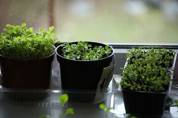 Young aster flower and turnip seedlings in pots on windowsill. Flower and vegetable sprouts growing indoor in spring.