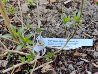 Frisch eingepflanzte blaue Bartblume Heavenly Blue mit gr&uuml;nen Bl&auml;ttern in der grauen Erde im Garten, Makro Aufnahme