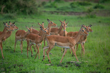 Naklejka na ściany i meble Impala antelope herd in alert in Masai Mara Game Reserve of Kenya, East Africa...