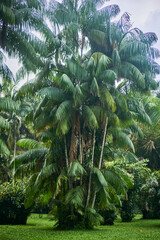 tropical forest with trees