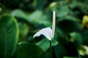 white flower with green leaf
