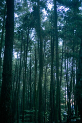 trees in the moody forest