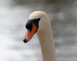 Close up of a swan