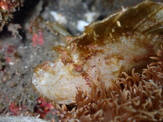 White leaf scorpion fish in Reunion island