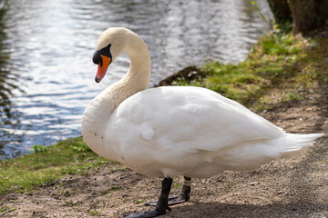 Close up of a swan