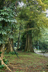 autumn in the forest