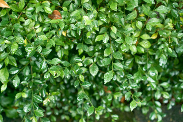 green leaves of a tree