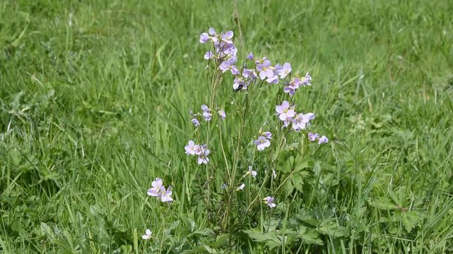 Small violet-pink flowers of Cardamine pratensis (cuckoo flower) swinging in the wind