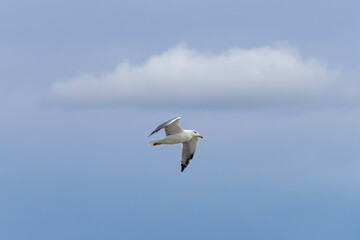 Fototapeta na wymiar Yellow-legged gull in flight in cloudy blue sky
