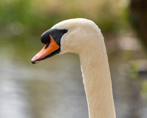 Close up of a swan