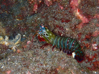 Colorful mantis shrimp in Reunion island