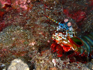Colorful mantis shrimp in Reunion island
