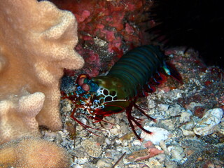 Colorful mantis shrimp in Reunion island