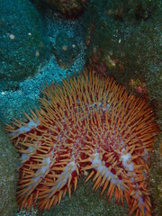 Naklejka na ściany i meble Red crown of thorns starfish close up