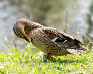 Close up of a duck in the morning in a park