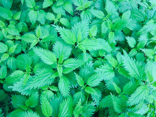 Young spring nettle. Nettle overgrown in spring.