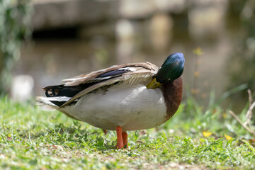 Fototapeta premium Close up of a duck in the morning in a park