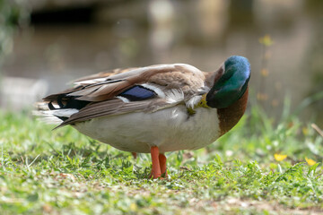 Close up of a duck in the morning in a park