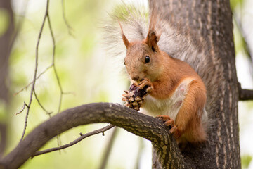 Naklejka na ściany i meble Squirrel with a nut on the tree 