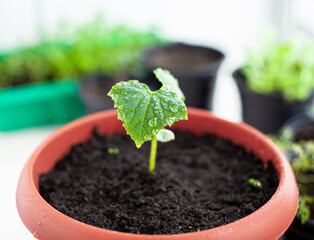 Seedlings of cucumbers in pots near the window, a green leaf close-up. Growing food at home for an ecological and healthy lifestyle. Growing seedlings at home in the cold season