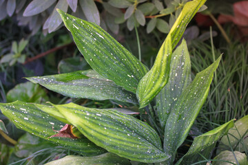 Green yellow hosta leafs flatly. Exotic plants commonly known as hostas, plantain lilies. Shade-tolerant foliage plants. Jungle exotic.