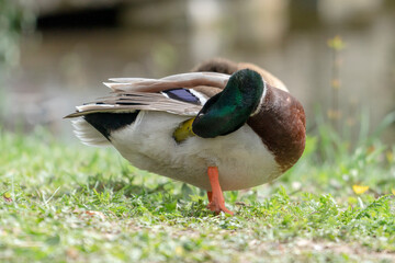 Close up of a duck in the morning in a park