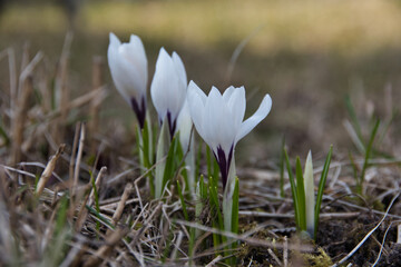Close-up of a crocus flower in the shade, with delicate white but dark blue petals at the base, on a sunny day with a pronounced bokeh of a spring lawn.