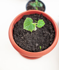 Seedlings of cucumbers in pots near the window, a green leaf close-up. Growing food at home for an ecological and healthy lifestyle. Growing seedlings at home in the cold season
