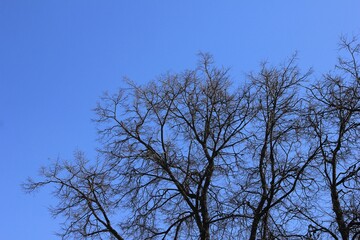 Black outlines of trees on a piercing blue background