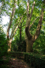 Fototapete bei efototapeten.de bestellen   