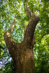 Plane trees in the park of the city of Olot