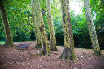 Plane trees in the park of the city of Olot