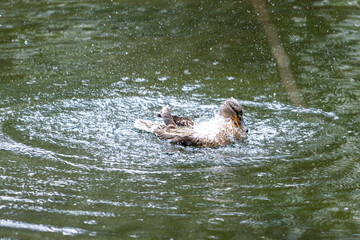 A duck romps in the water