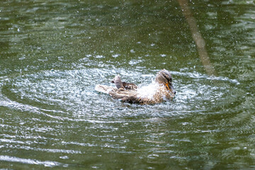 Fototapeta premium A duck romps in the water