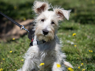 Puppy schnauzer in white color poses in a field with yellow flowers