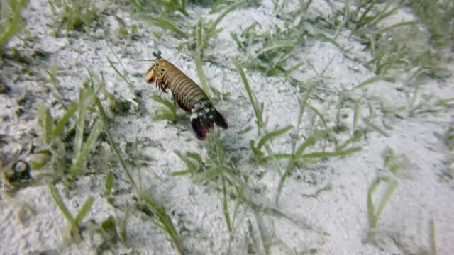 running Mantis shrimp, Stomatopoda, diving in the colorful coral reef of Cabilao Island, Philippines, Asia