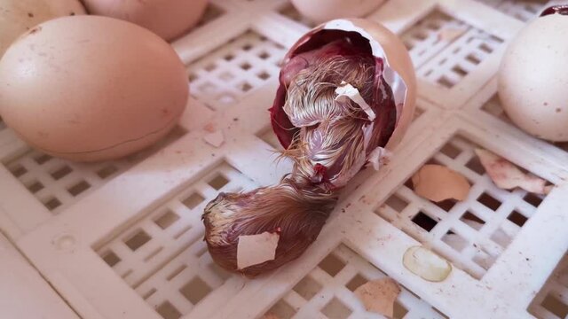 Chicks hatch from eggs in an incubator.