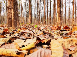 autumn in the forest