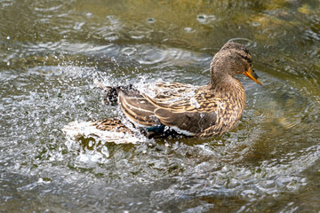 A duck romps in the water