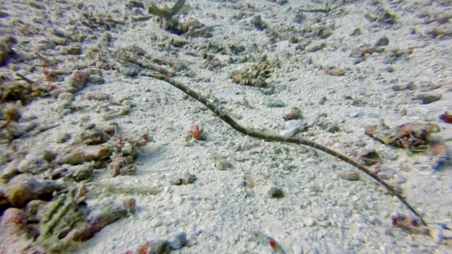 big pipefish (Syngnathidae), (Type not specified ), diving in the colorful coral reef of Cabilao Island, Philippines, Asia