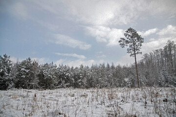 Ośnieżony las zimą