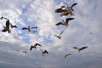 A lot of bread crumbs thrown up high, literally made  lose natural caution in a flock of seagulls