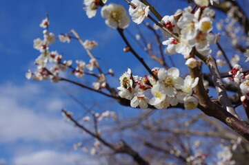 梅の花