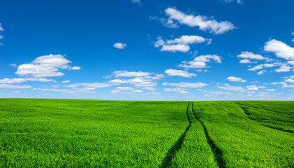 field of grass and perfect sky