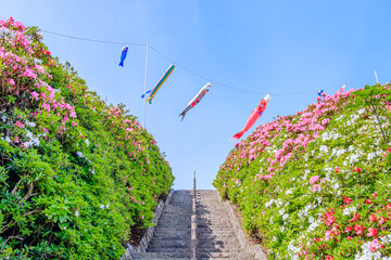 つつじと鯉のぼり　西海国立長串山公園　長崎県佐世保市　Azalea and Carp streamer Nagasaki-ken Sasebo city Saikai National Park Nagakushiyama park