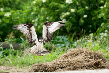 Osprey flying with its catch of the day 