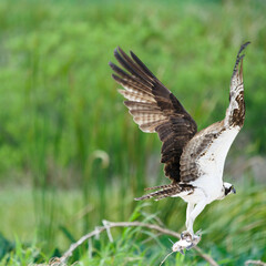 Osprey flying with its catch of the day 