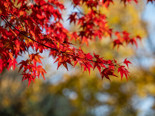 秋の紅葉