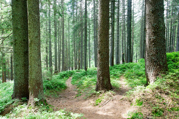 Obraz premium green Forest trees. nature green wood sunlight backgrounds